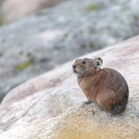 Пищуха :: Марина Фомина. Пищуха :: Марина Фомина.