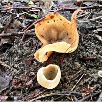 Пецица изменчивая. :: Валерия Комова