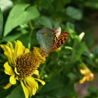 Бабочка на  цветке :: Валентин Семчишин