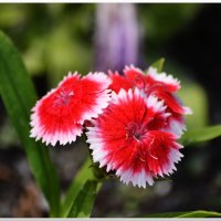 Гвоздика :: ирина 