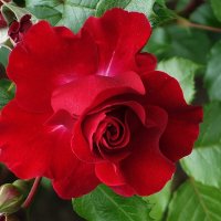 Роза :: Рита Симонова