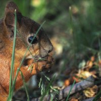 Орешек знанья тверд, но все же мы не привыкли отступать! Нам расколоть его поможет... :: Магомед .