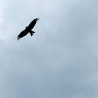 "Только стервятник, старый гриф-стервятник знает в мире что почём..." :: Егор Бабанов