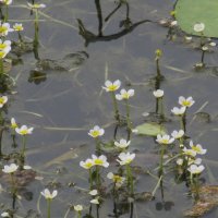 водяной лютик  Усманка :: Елена Шаламова