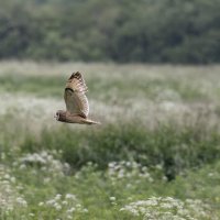 сова болотная :: юрий макаров