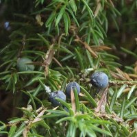 Можжевельник :: Freddy 97 Можжевельник :: Freddy 97