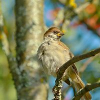 один гордый птах ... :: Andrey Bragin 