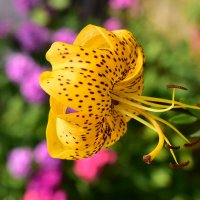 лилия тигровая Citronella :: Vera_85916050 Lario