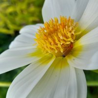 Гость :: Ирина Лесиканич Гость :: Ирина Лесиканич