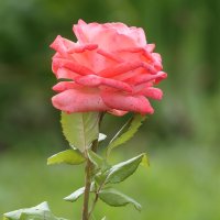 Роза :: Сергей Михальченко