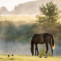 Выгул осенним,туманным утром. :: Виктор Евстратов
