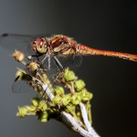 ***** :: Андроник Александр ***** :: Андроник Александр