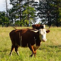 На пастбище :: Сергей Ц