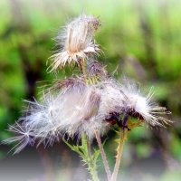 Репейники - 3 :: Сергей Репейники - 3 :: Сергей