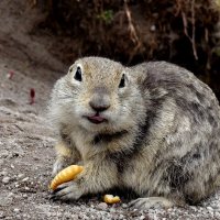 ДжилыСуслики. :: Александр Кондаков