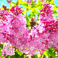 Сирень :: Наталья 