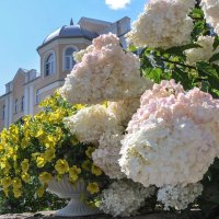 Гортензии в Акатовом монастыре :: Татьяна Машошина