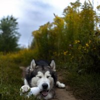 Ярик. :: leff Postnov