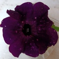 Петуния. :: Ирина ***