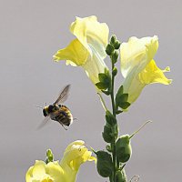 природа шепчет :: Олег Лукьянов