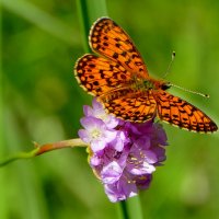 бабочки августа 14 :: Александр Прокудин