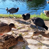 Утки :: Сапсан 