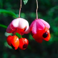 Не земная красота (бересклет). :: Милешкин Владимир Алексеевич 