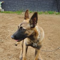 Пёсель на веревочке :: Игорь Корф