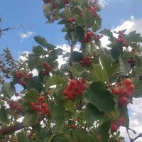 Боярка :: Андрей Хлопонин