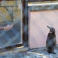 ДОСТАЛА :: Сергей Янович Микк