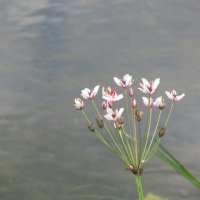 Усманка :: Елена Шаламова