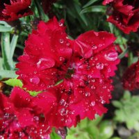 после дождя дачное :: Елена Шаламова после дождя дачное :: Елена Шаламова