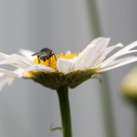 ромашка... :: Андрей Катков