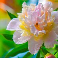 Вот оно лето :: юрий Амосов