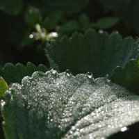 Утренняя роса :: Сергей Швечков