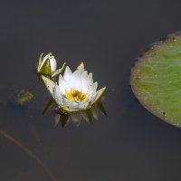 Кувшинка :: Сергей Цветков Кувшинка :: Сергей Цветков