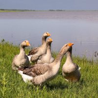 Монастырские гуси :: skijumper Иванов