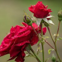 Розы :: Игорь Сикорский