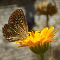Августовская голубянка... :: Константин Штарк