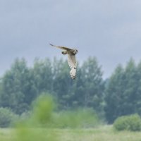 сова болотная. :: юрий макаров сова болотная. :: юрий макаров