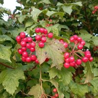 Скоро осень :: Елена Семигина