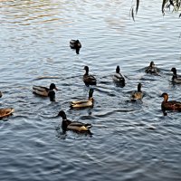 качки :: Степан Карачко