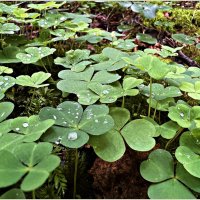 Кислица. :: Валерия Комова Кислица. :: Валерия Комова