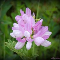 Когда вязель цветёт... :: Андрей Заломленков