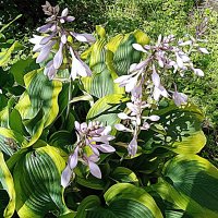 Цветы. :: Владимир Драгунский Цветы. :: Владимир Драгунский