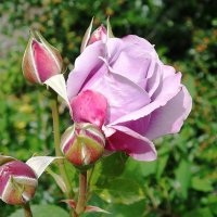 Роза :: Рита Симонова