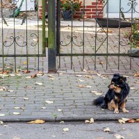 Пионерский :: Дмитрий Пионерский :: Дмитрий