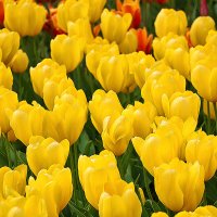 Солнечная майская красота в Аптекарском :: Светлана 