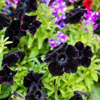 Черная петуния :: Павел Катков