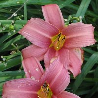 Лилейники :: Freddy 97